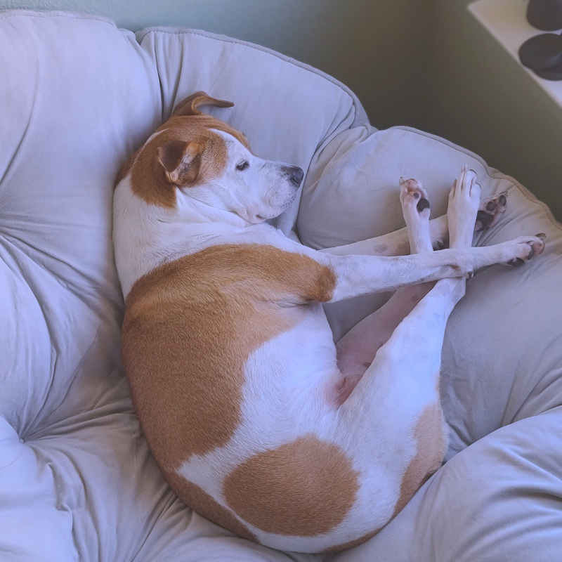 chien en train de dormir un coussin pour chien